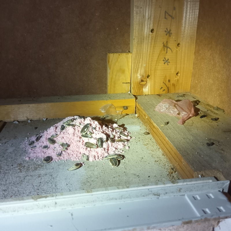 殺鼠剤を設置した様子