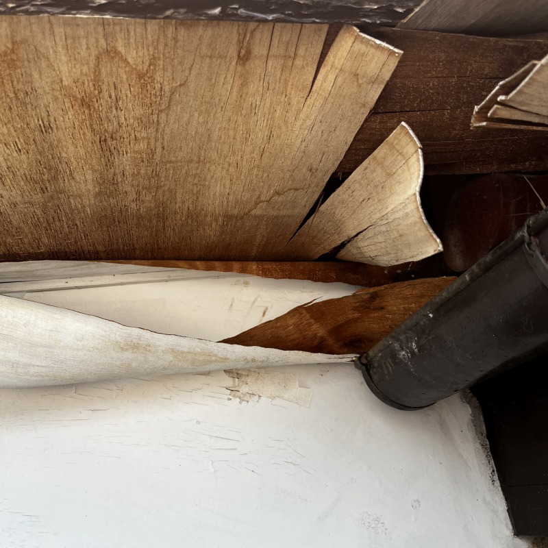 アライグマ駆除の施工事例（埼玉県北本市本町）