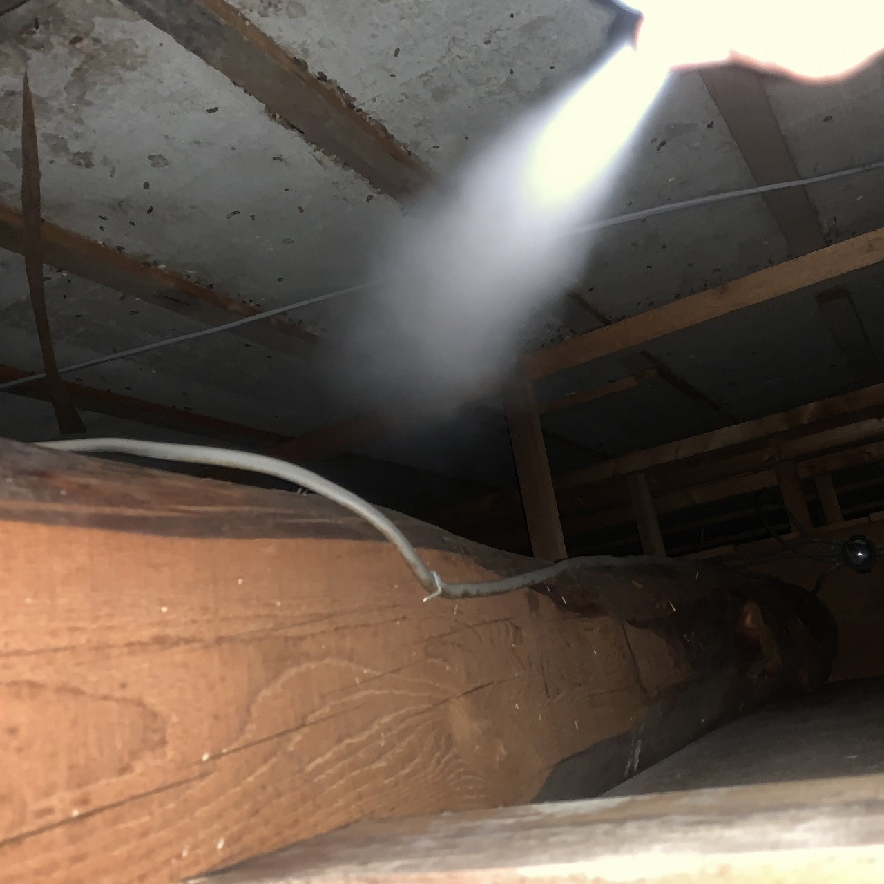 屋根裏に忌避剤を散布する様子