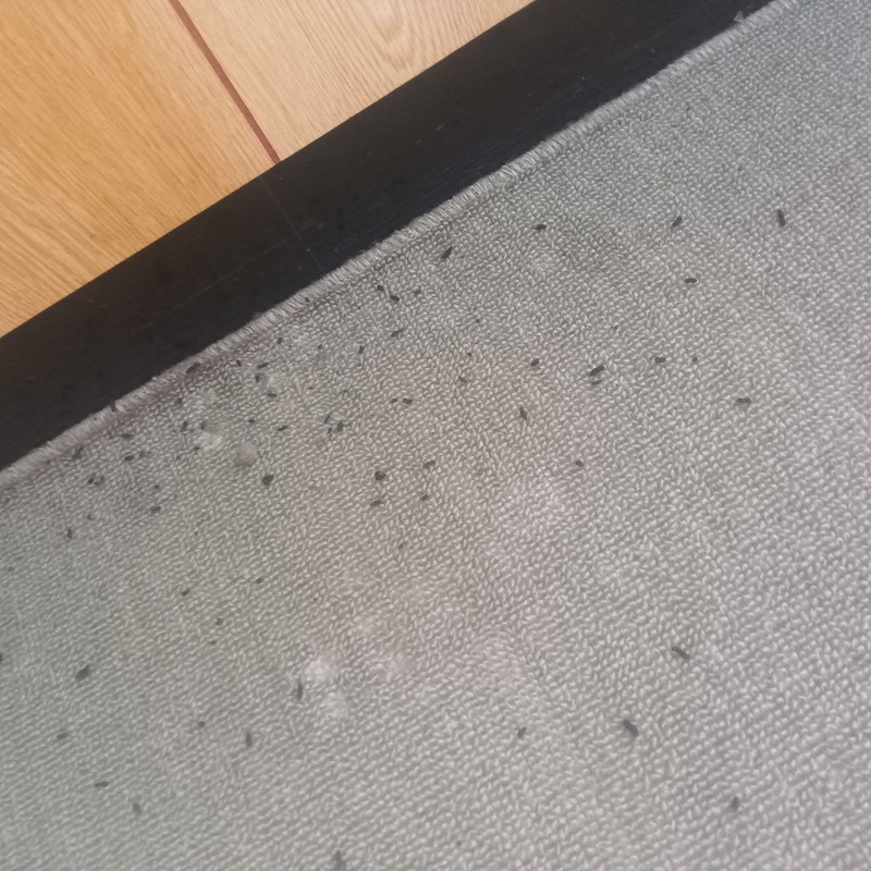 エアコン下のじゅうたんに落ちているフン