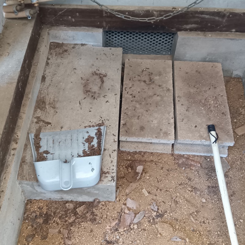 コウモリのフンを除去する様子