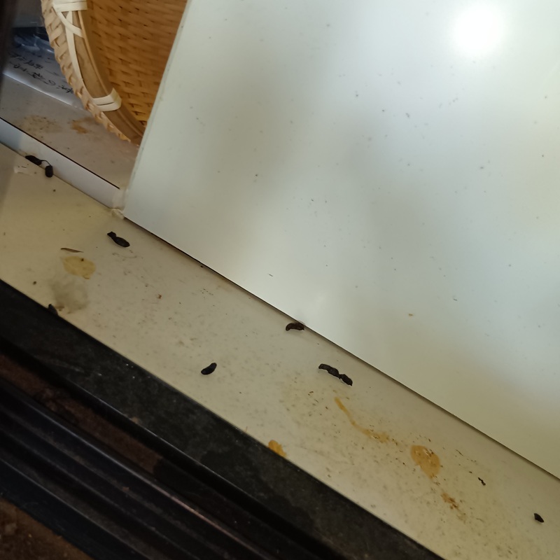 ネズミ駆除の施工事例（高知県吾川郡いの町天王南）