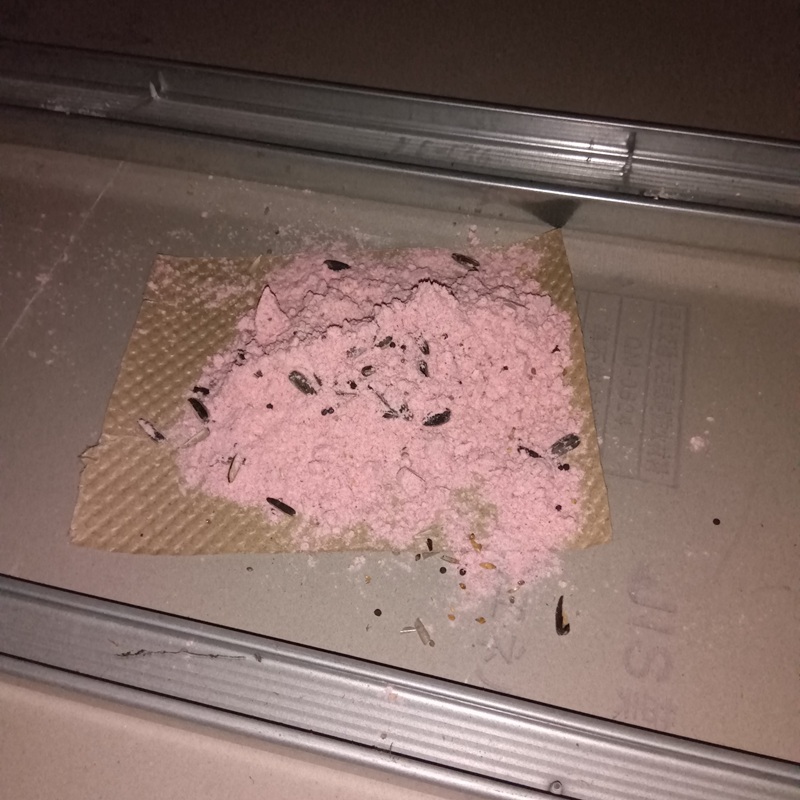 設置した殺鼠剤