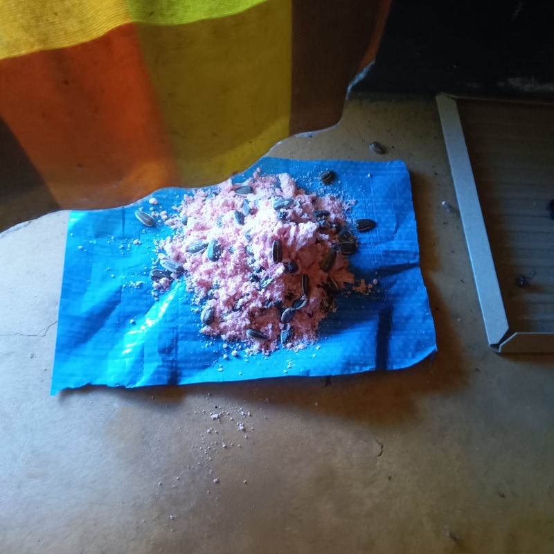 設置した殺鼠剤と粘着シート