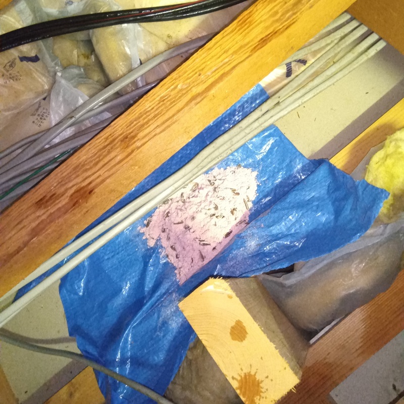 屋根裏に殺鼠剤を設置した様子