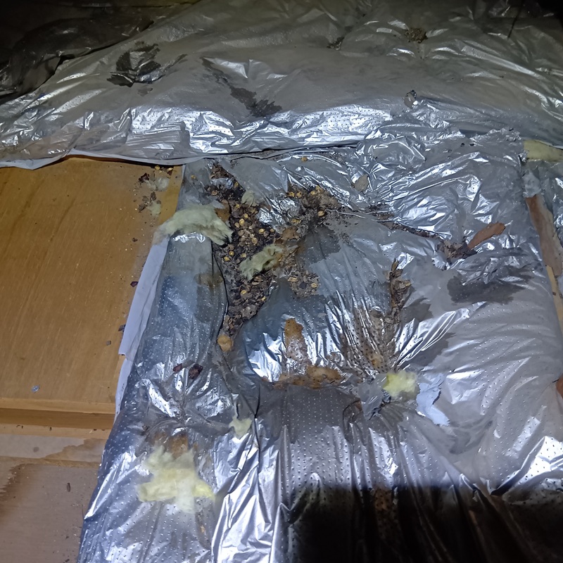 ハクビシン駆除の施工事例（茨城県龍ケ崎市米町）