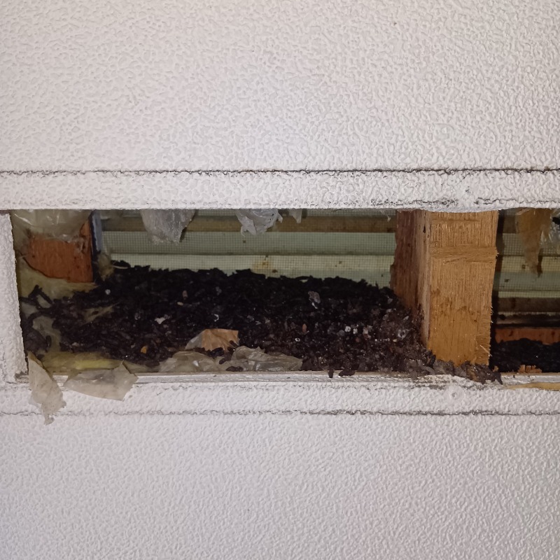 通気口内のフン害状況