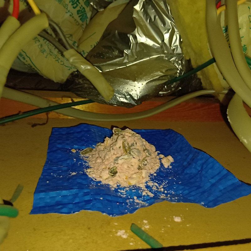 天井裏に設置した殺鼠剤