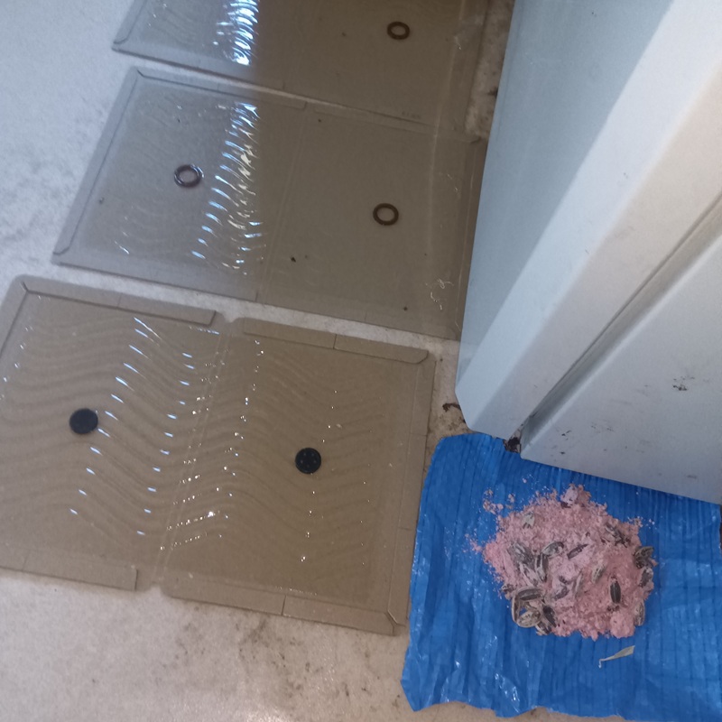 殺鼠剤と粘着シートを設置