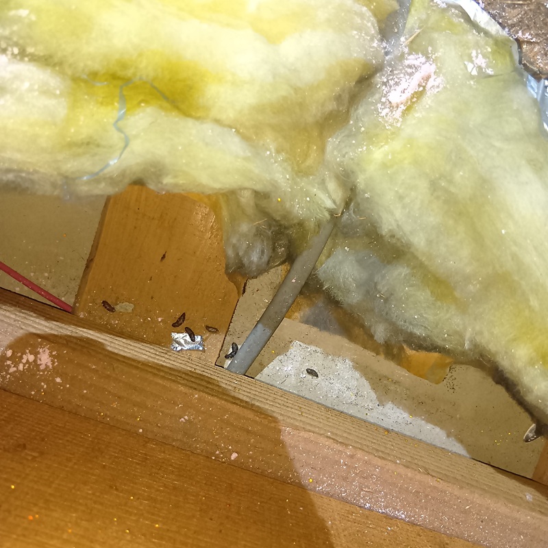 ネズミ駆除の施工事例（愛媛県今治市栄町）