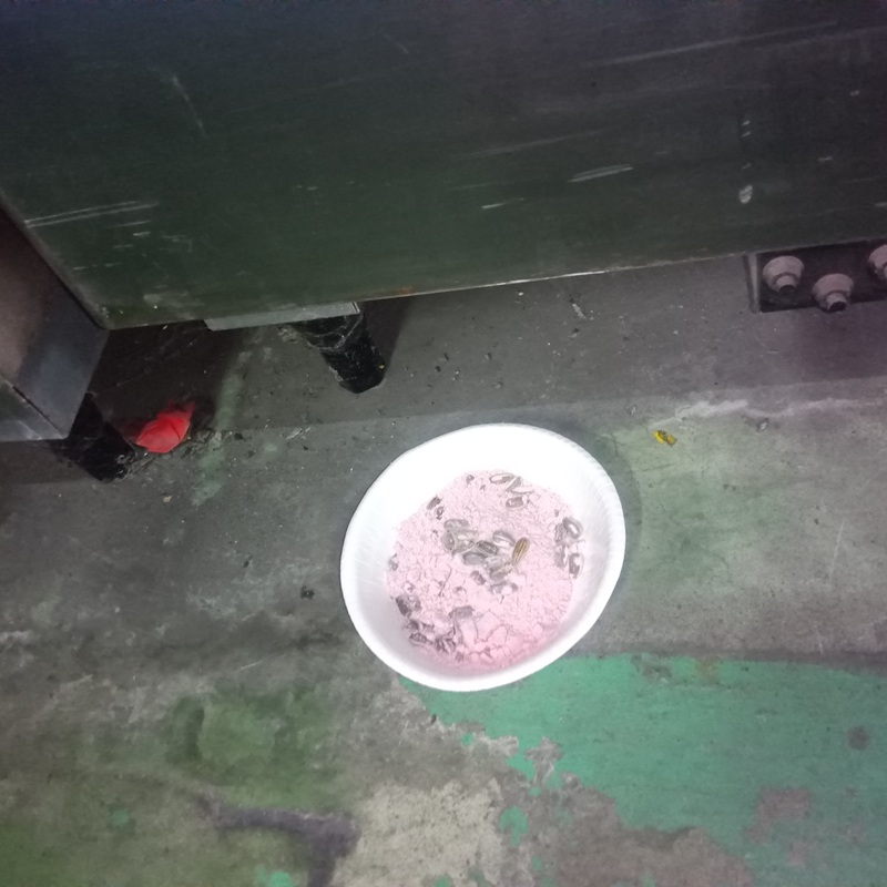 殺鼠剤を設置した様子