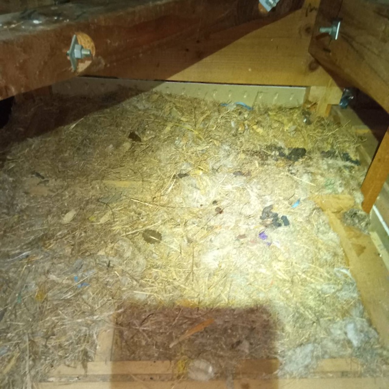 ハクビシン駆除の施工事例（静岡県湖西市太田）