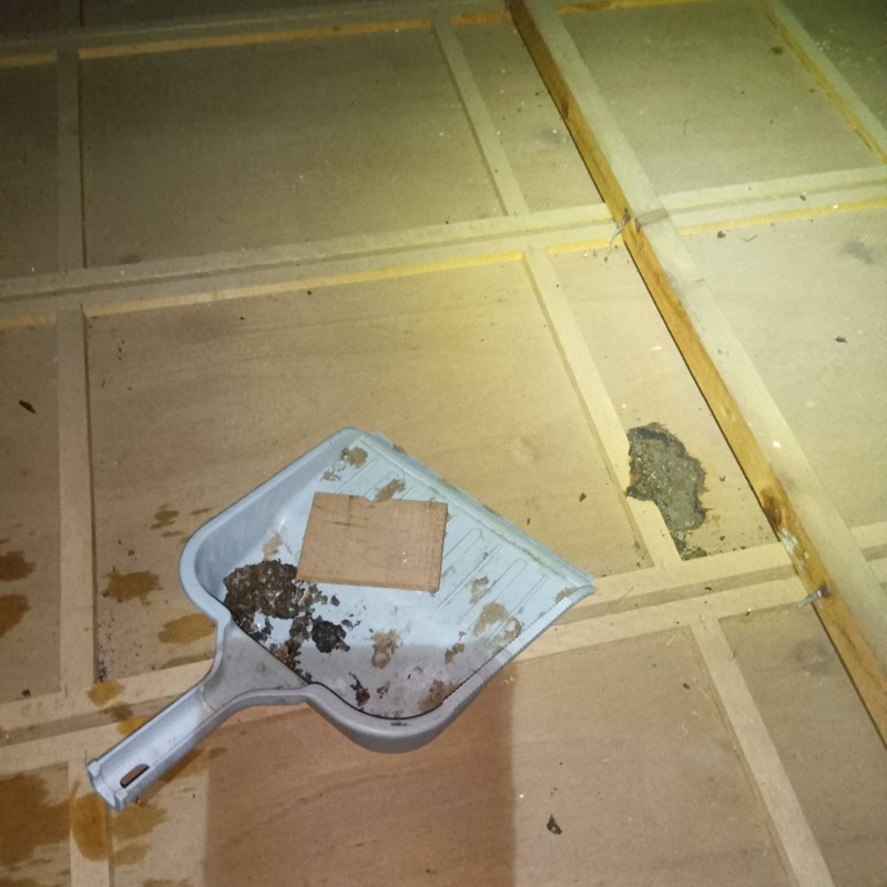 フン害清掃の様子