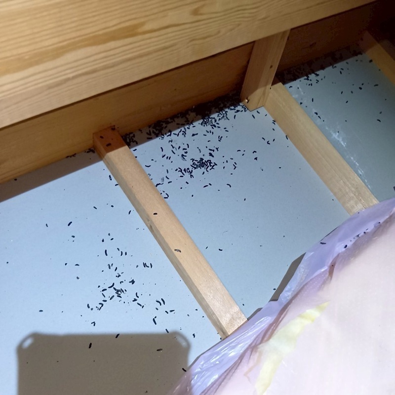 コウモリ駆除の施工事例（滋賀県草津市西草津）