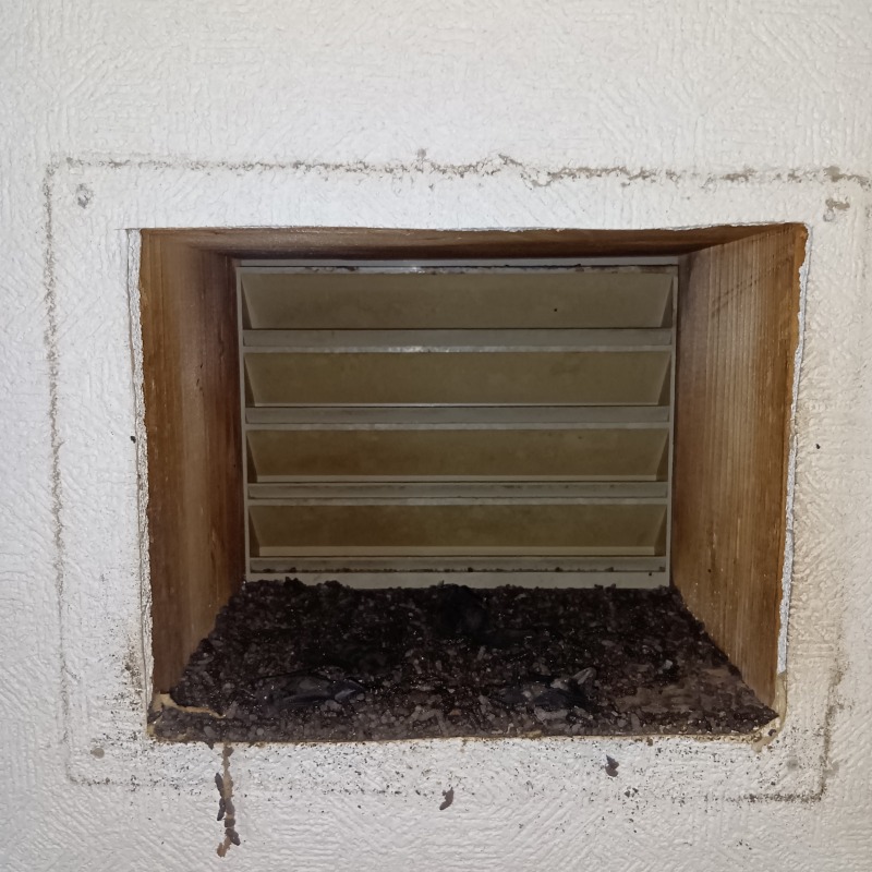 通気口内のフン害と死骸