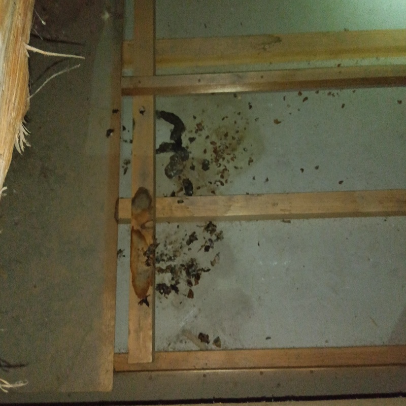 ハクビシン駆除の施工事例（新潟県新潟市江南区）