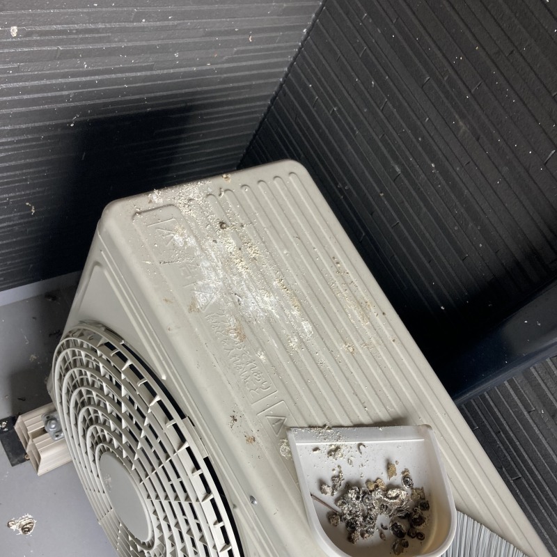 フン害清掃の様子