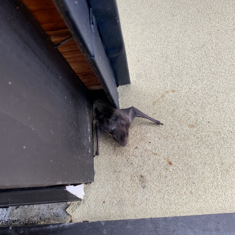 コウモリ駆除の施工事例（岐阜県飛騨市古川町太江）