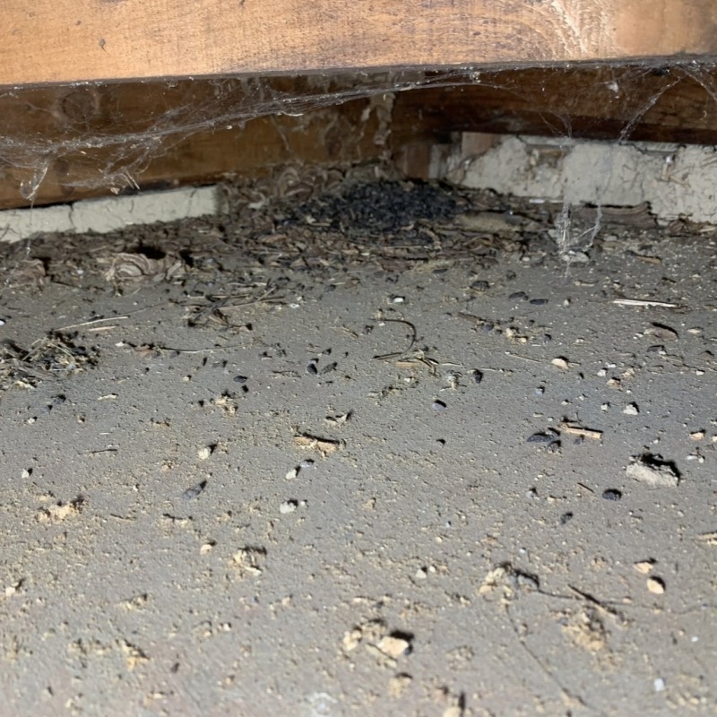 屋根裏のフン害状況