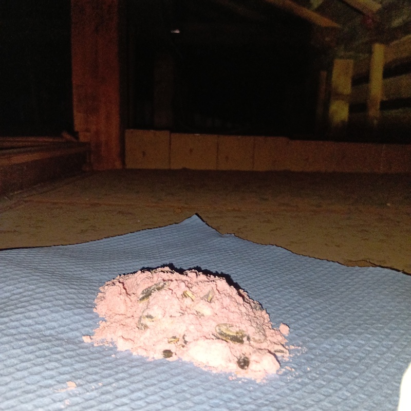 天井裏に殺鼠剤を設置