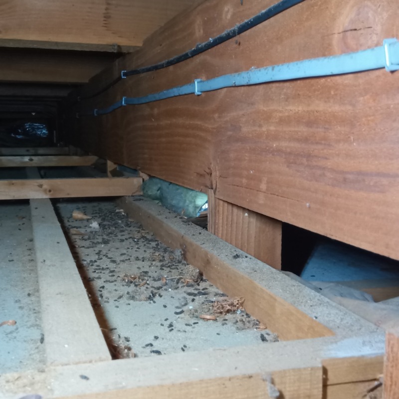 コウモリ駆除の施工事例（岡山県岡山市中区四御神）