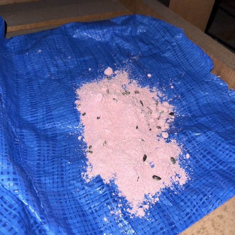 殺鼠剤を設置した様子