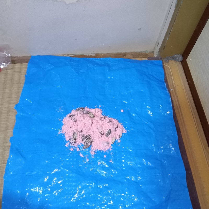 室内に設置された殺鼠剤