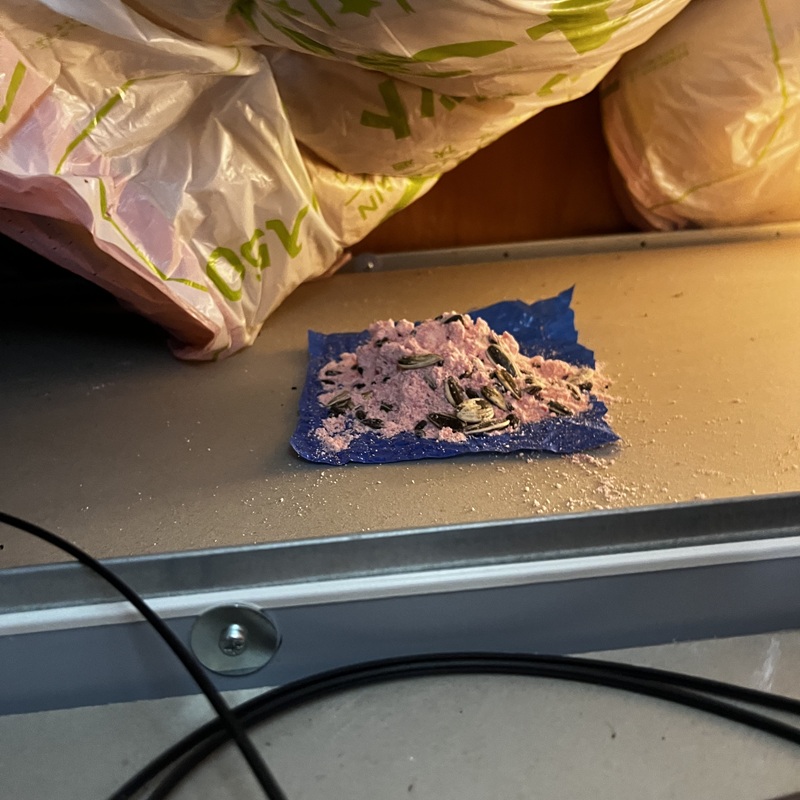 天井裏に設置した殺鼠剤