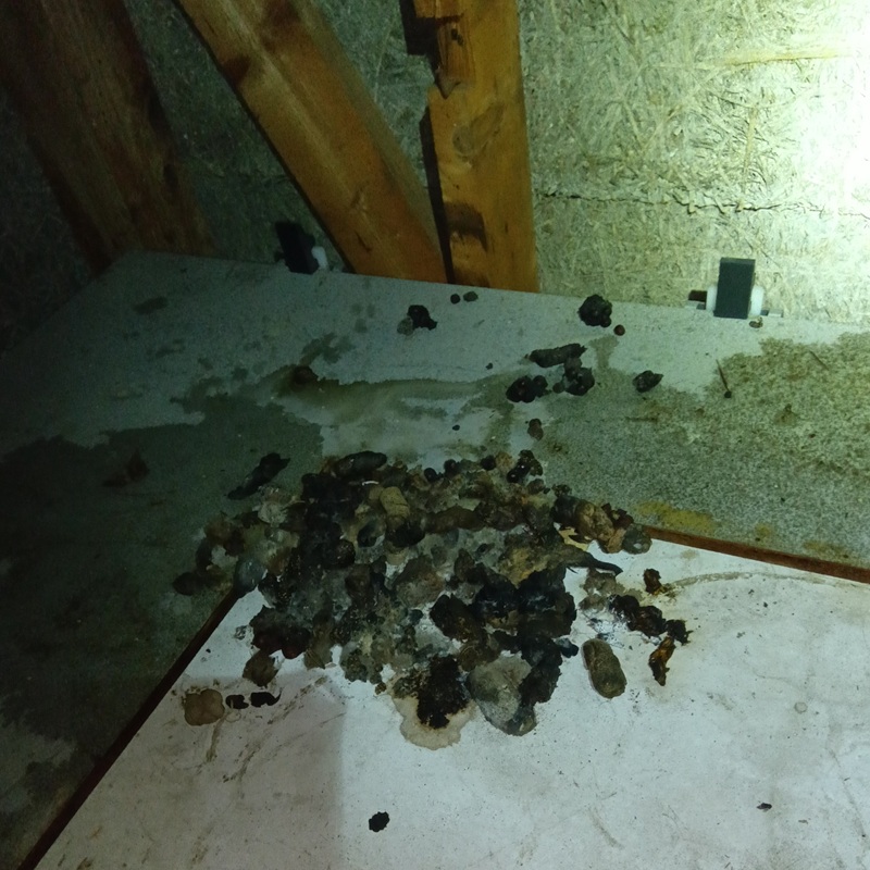 ハクビシン駆除の施工事例（新潟県新潟市西蒲区和納）