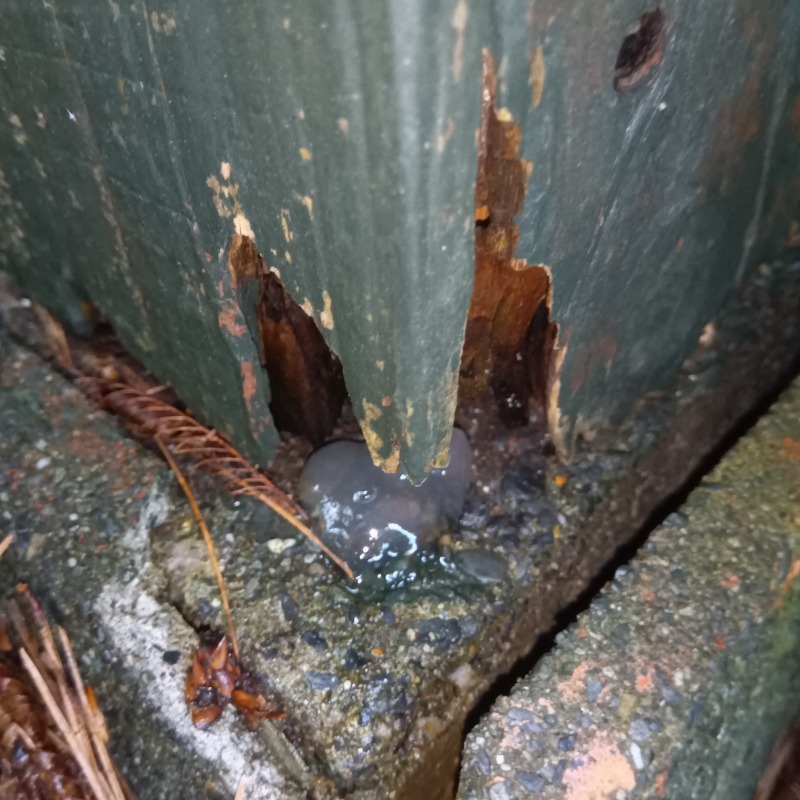 クロアリ用のベイト剤を設置