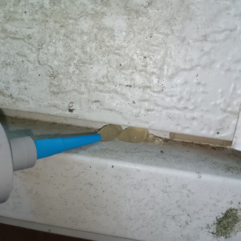 クロアリ用のベイト剤を設置