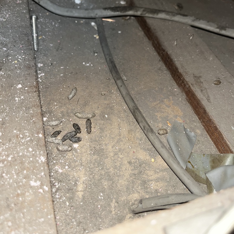 ネズミ駆除の施工事例（埼玉県越谷市袋山）