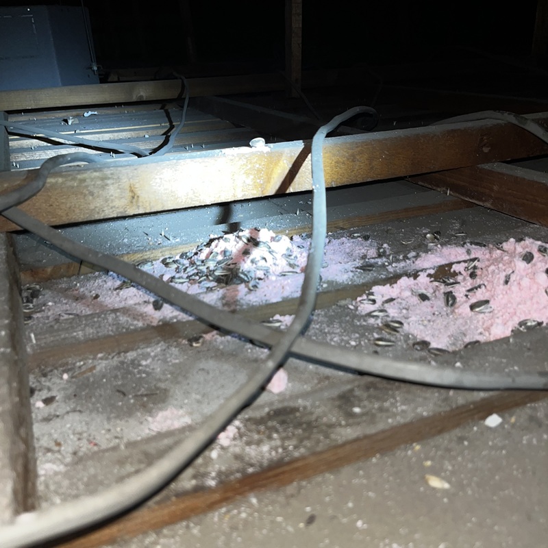 天井裏に殺鼠剤を設置