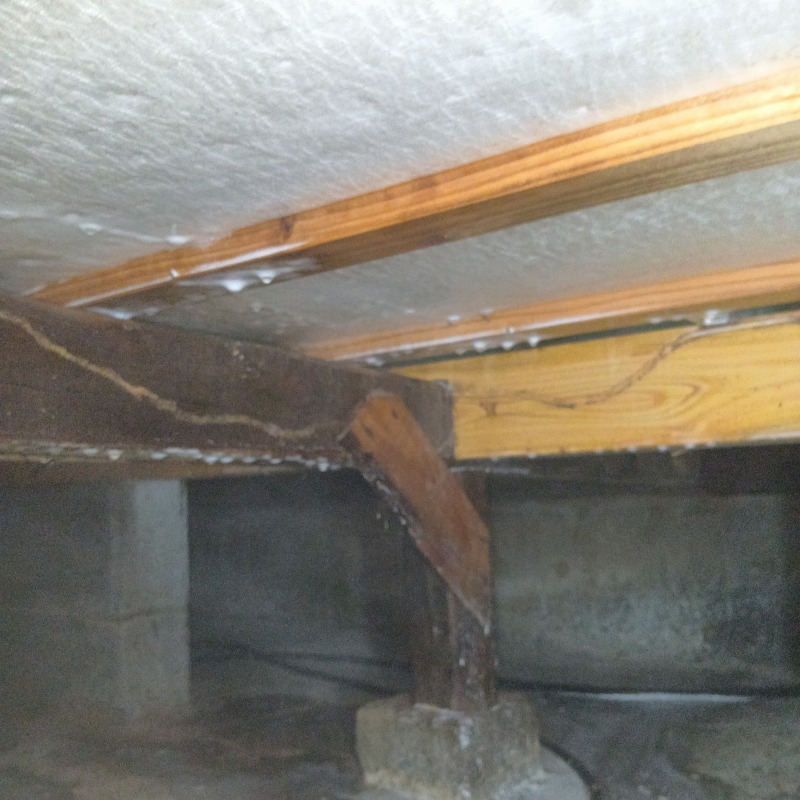 蟻道があった木部にシロアリ駆除剤を散布する様子