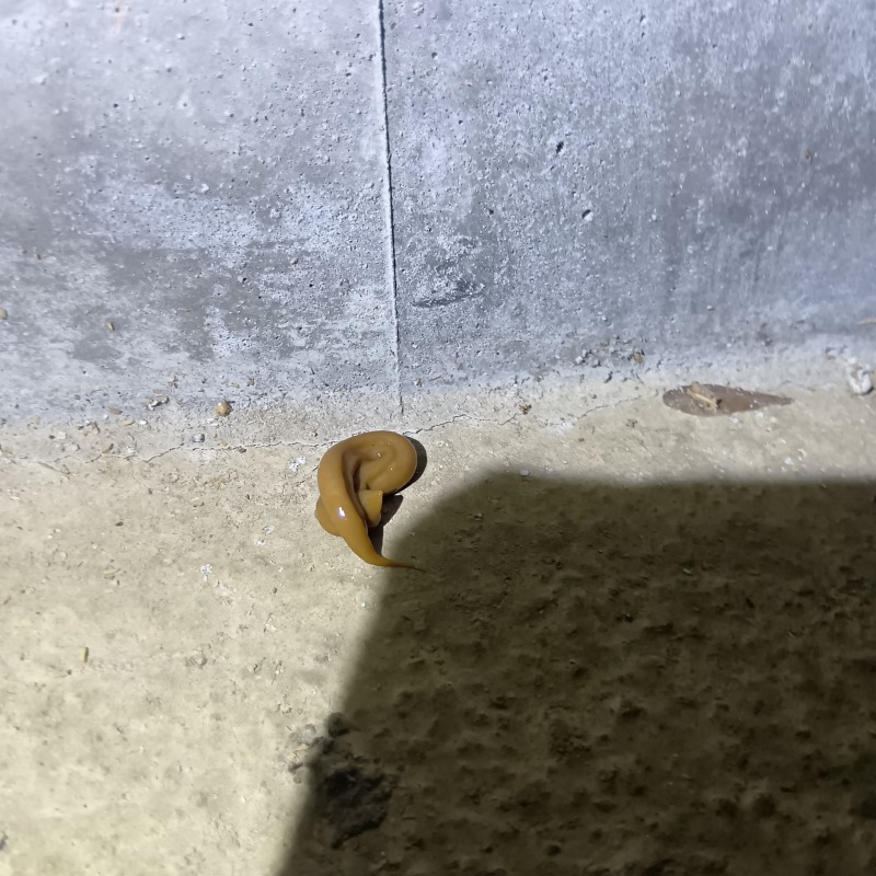 ゴキブリ用ベイト剤を設置