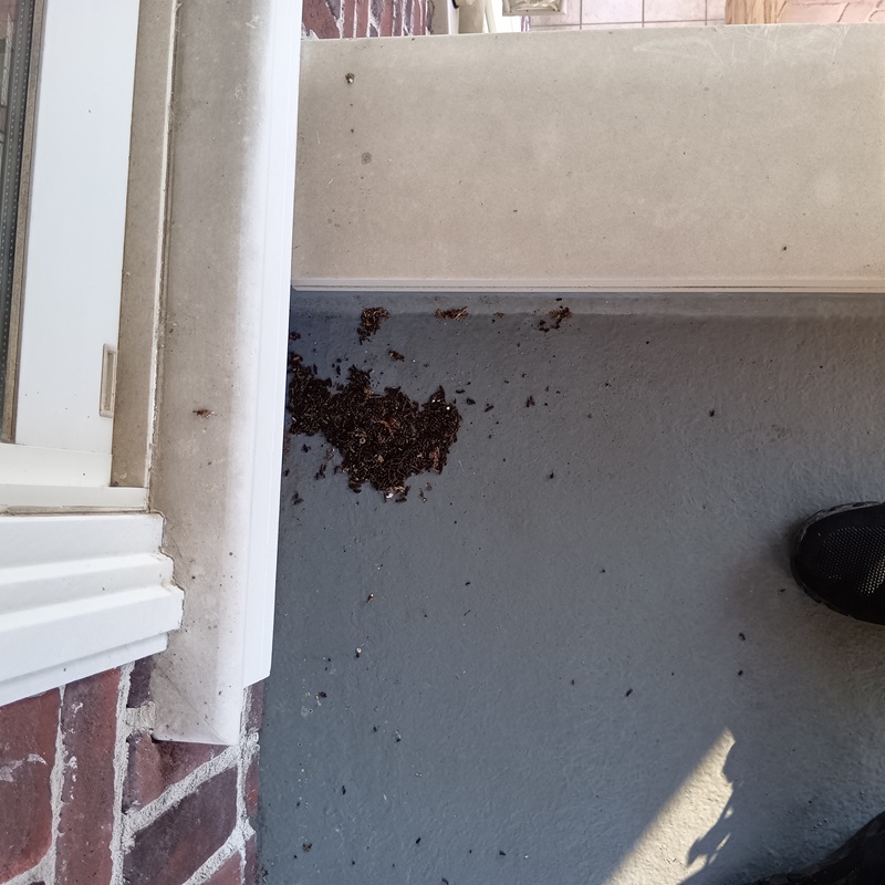 コウモリ駆除の施工事例（神奈川県南足柄市和田河原）