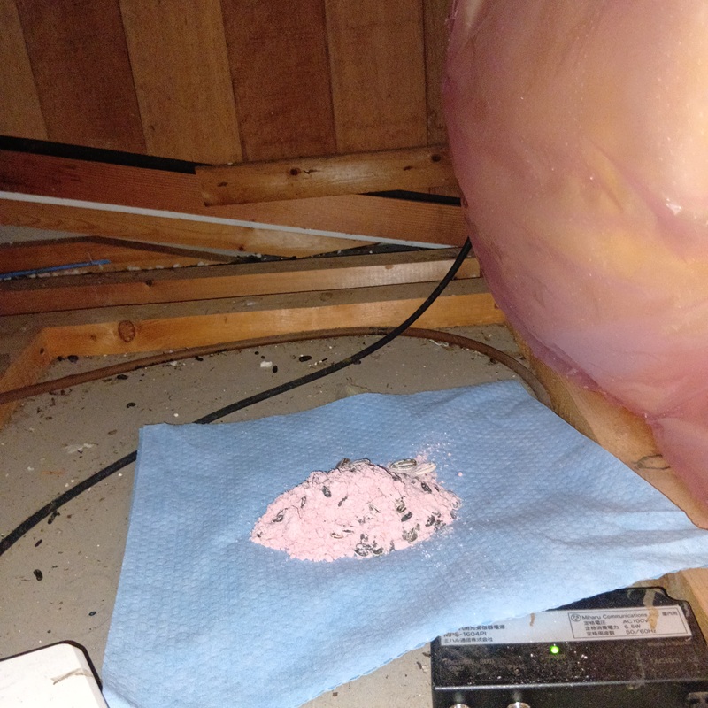 殺鼠剤を設置した屋根裏の様子