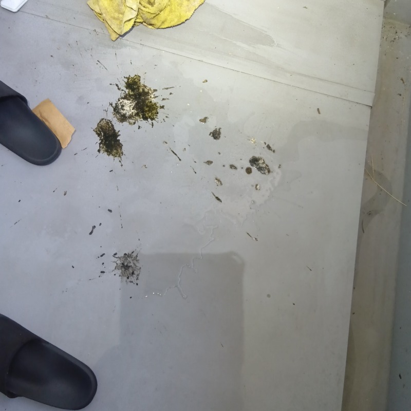 ベランダのフン害