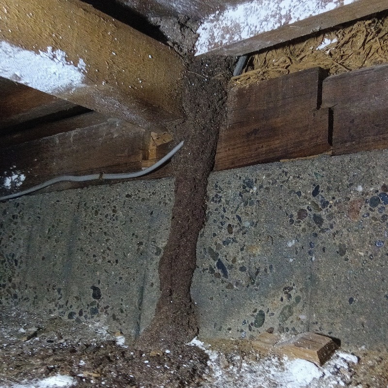 築年数50年のシロアリ駆除の施工事例（岡山県玉野市0）