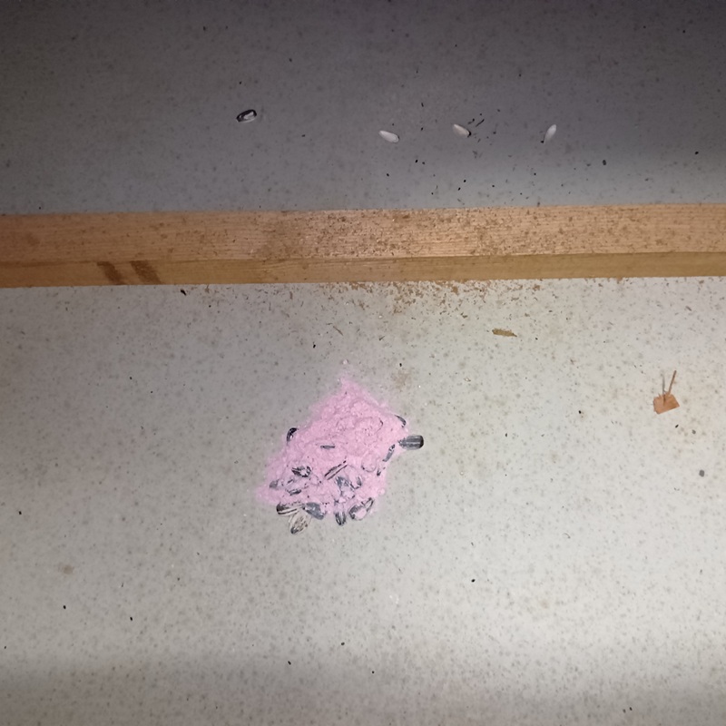 設置した殺鼠剤