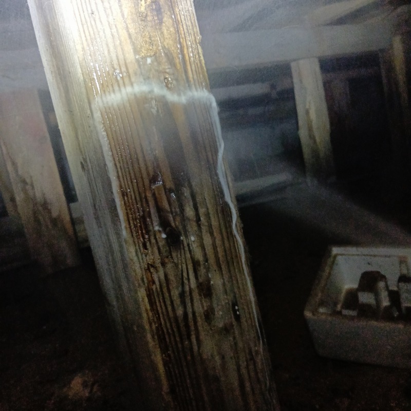 被害を受けた木材にシロアリ駆除剤を散布