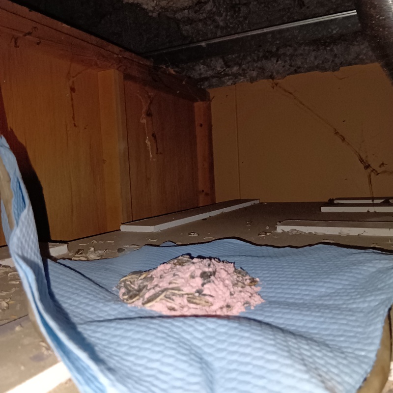 天井裏に設置した殺鼠剤