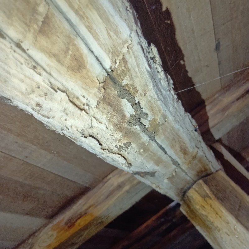 築年数50年のシロアリ駆除の施工事例（福井県福井市栃泉町）