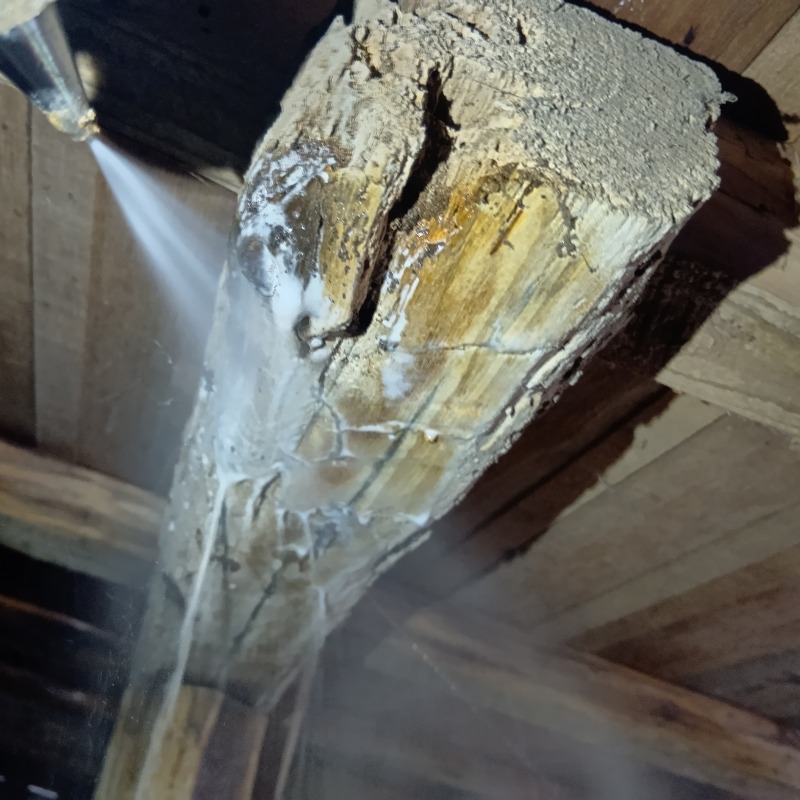 食害を受けた木材にシロアリ駆除剤を散布