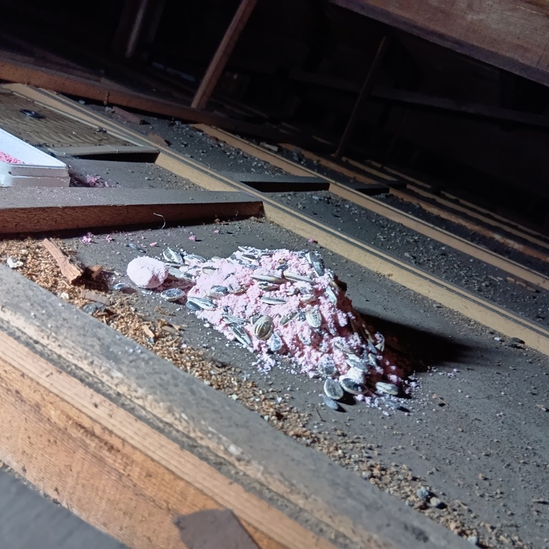 天井裏に設置した殺鼠剤