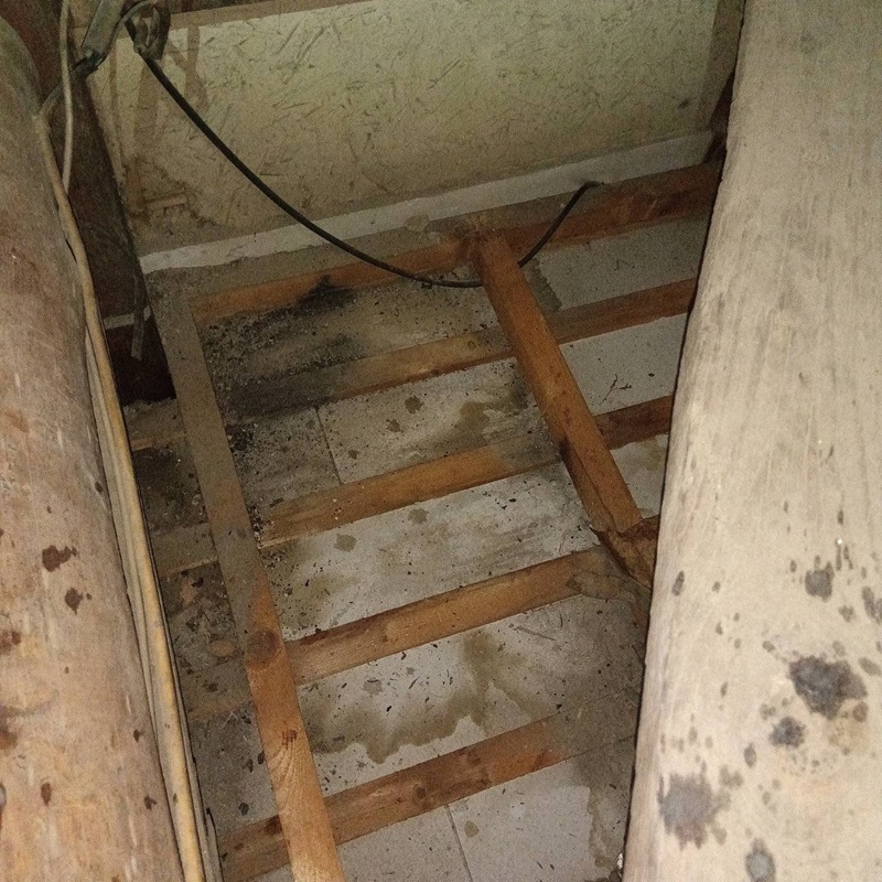 アライグマ駆除の施工事例（愛知県一宮市北方町中島）