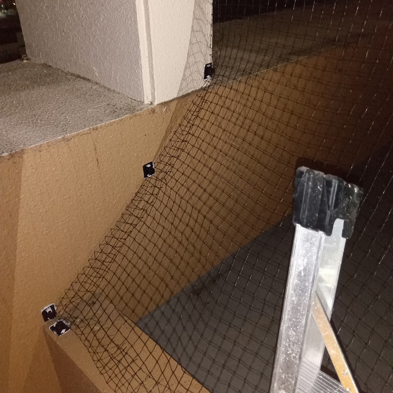 脚立を使って防鳥ネットを設置する様子