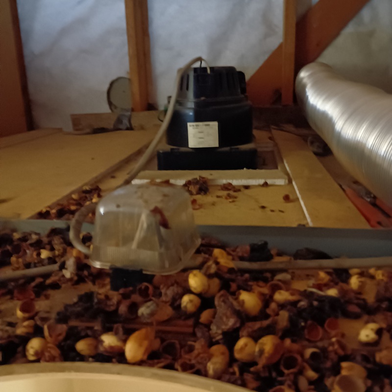 ハクビシン駆除の施工事例（東京都小平市学園西町）