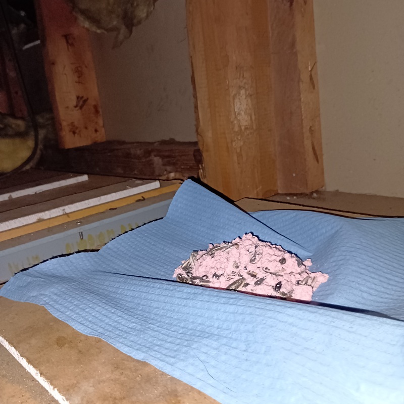 天井裏に設置した殺鼠剤