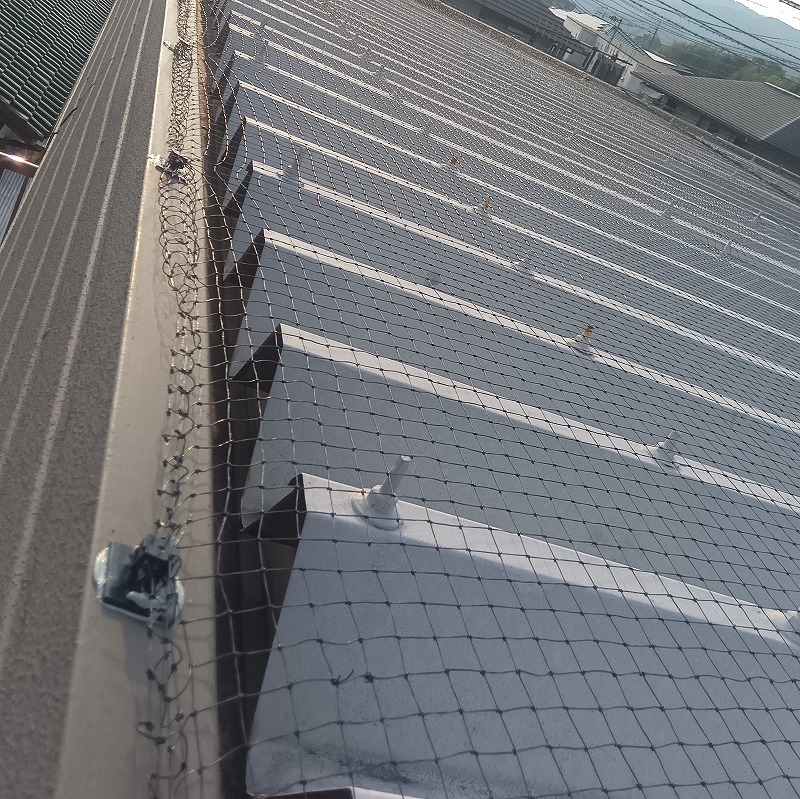 鳩対策の施工事例（和歌山県岩出市吉田）